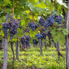 Black Vine Grape Plant ( Pre-Order for August 2026 )