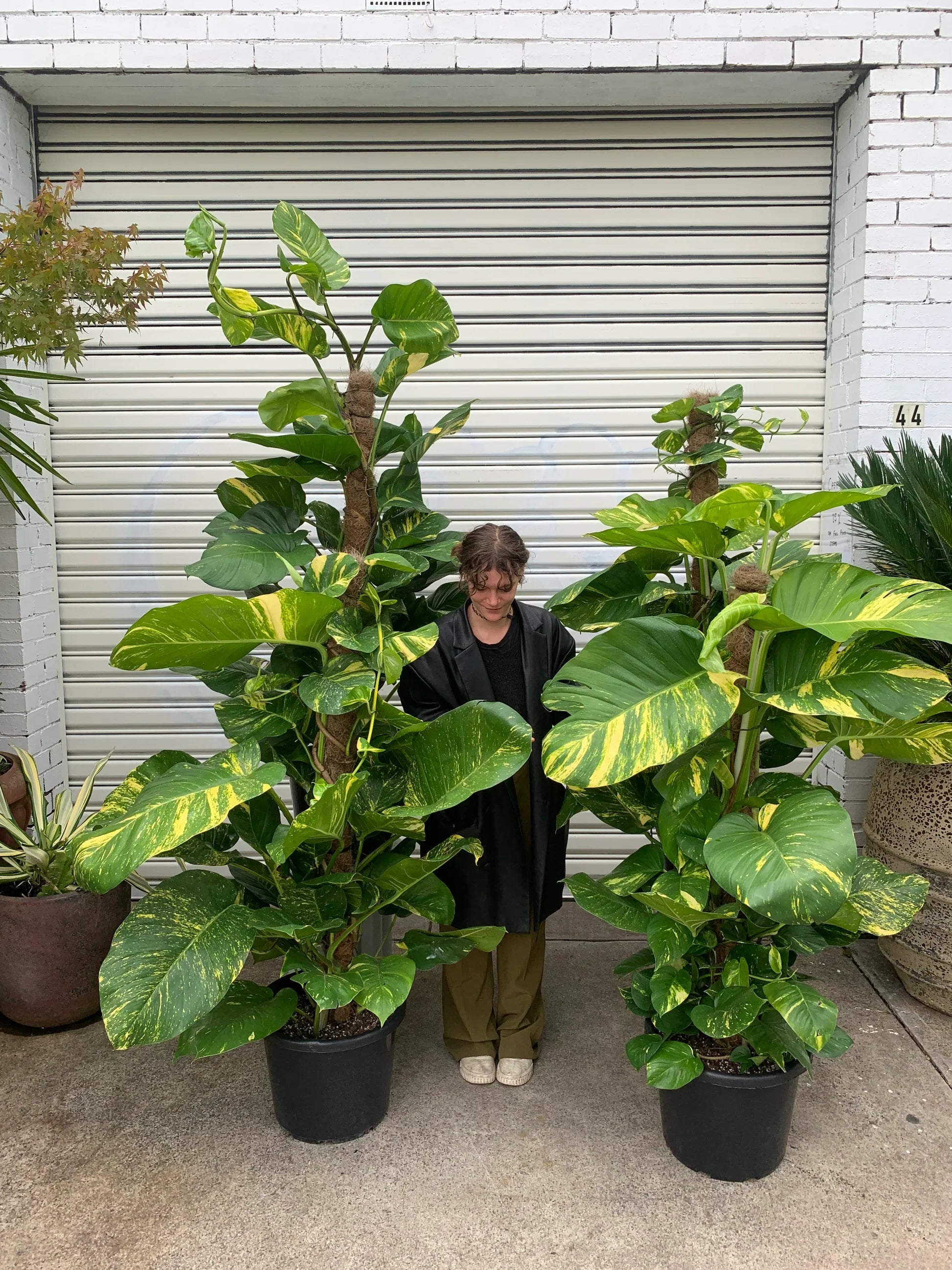 Golden Pothos (Epipremnum aureum)