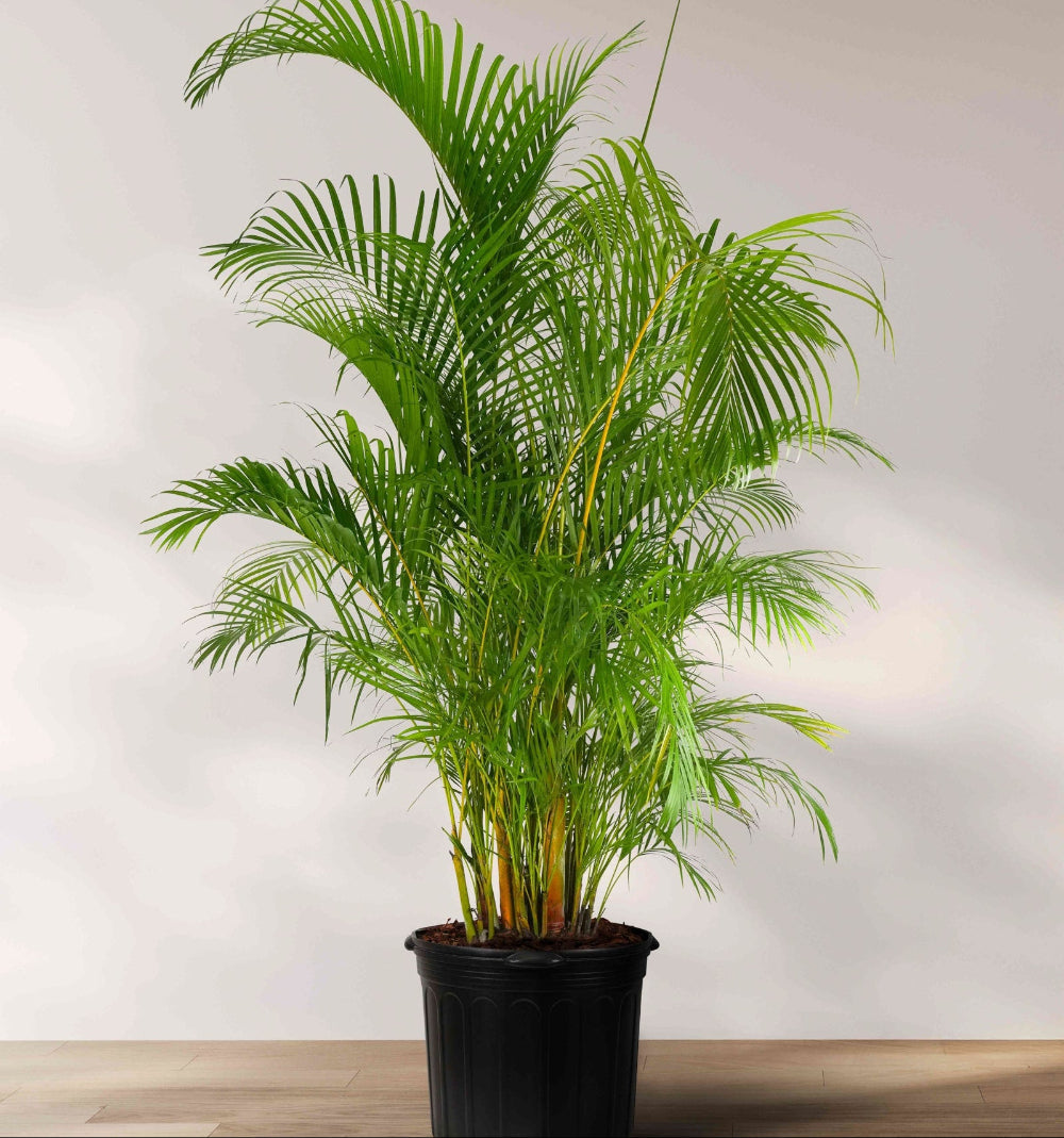Areca Palm, Golden Cane, Dypsis Lutescens in 7 gallon nursery pot with lush feather-like green fronds and full upright growth, ideal for outdoor patios and entryways.