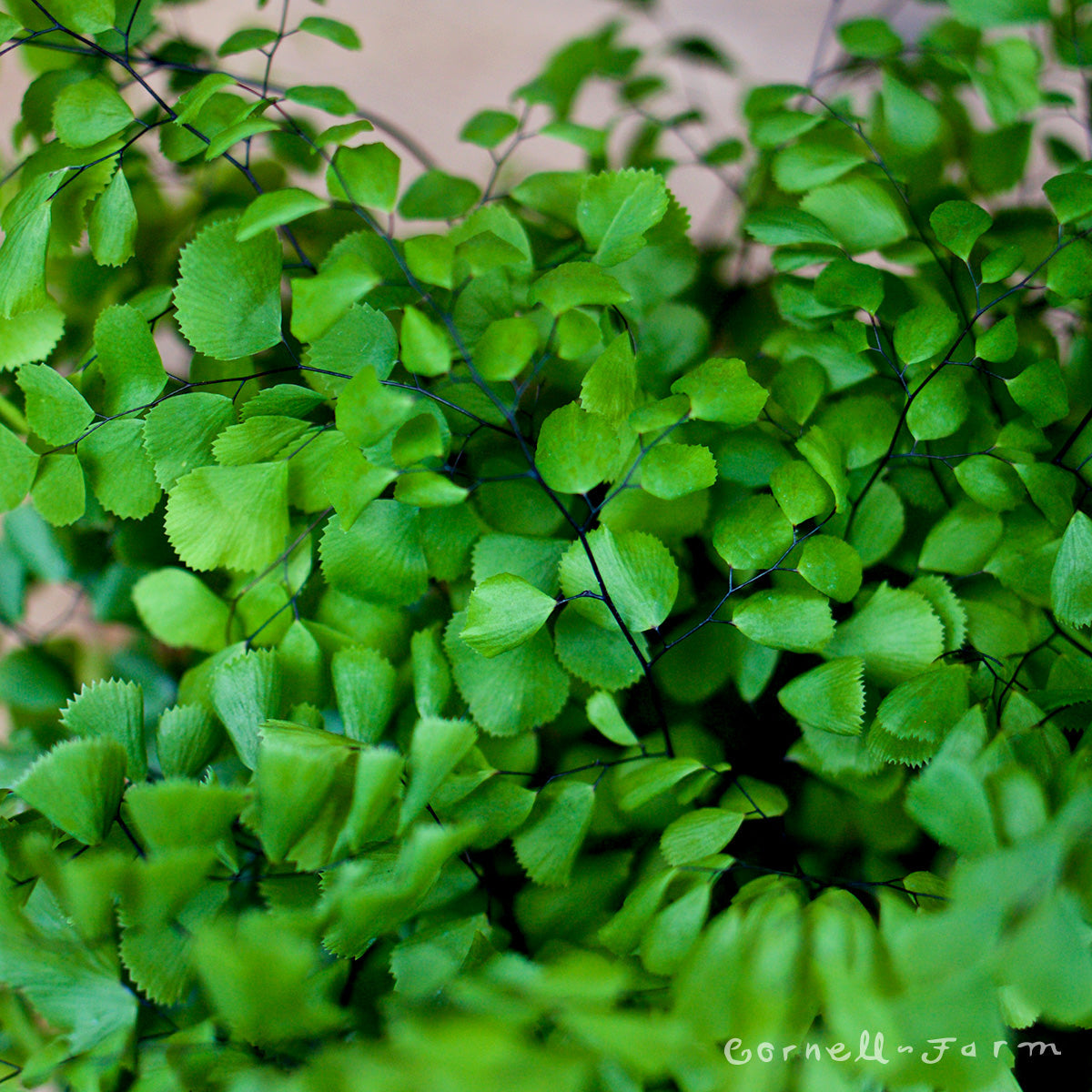 Adiantum venustum Qrt. Himalayan Maidenhair Fern