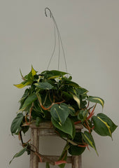 Philodendron 'Brasil'