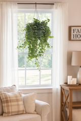 English Ivy Plant in Hanging Basket – Lush, Air-Purifying Indoor/Outdoor Greenery
