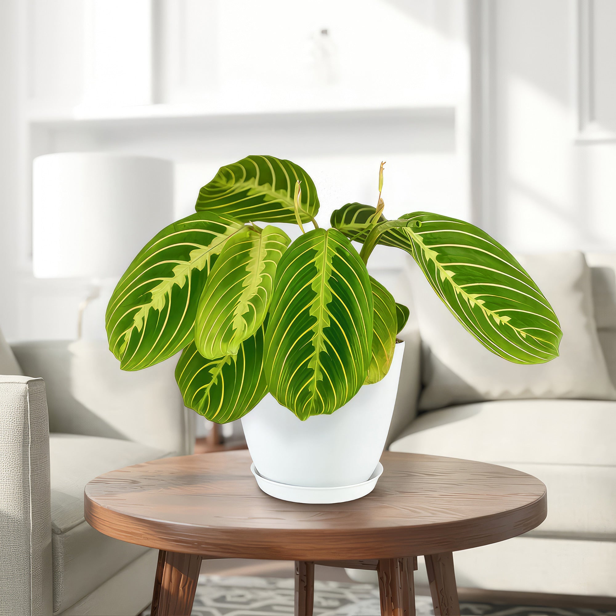 Lemon Lime Maranta ‘Lemon Lime Prayer Plant’ in a pot on a table, adding fresh greenery and visual interest to the indoor space.