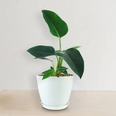 Philodendron ‘Green Congo’ in a white pot, broad glossy green leaves, on light wood against a plain white background; air purifying plant.