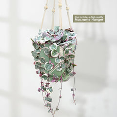 Variegated String of Hearts in a pale green pot, hanging from a cream macramé hanger. Includes high quality Macrame Hanger.