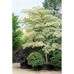 Cornus controversa 'Variegata'
