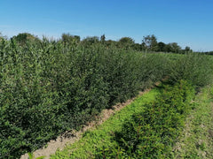 Liguster Ligustrum vulgare Atrovirens Höhe 150-175 cm Ballenware - Heckenpflanzen Thelen