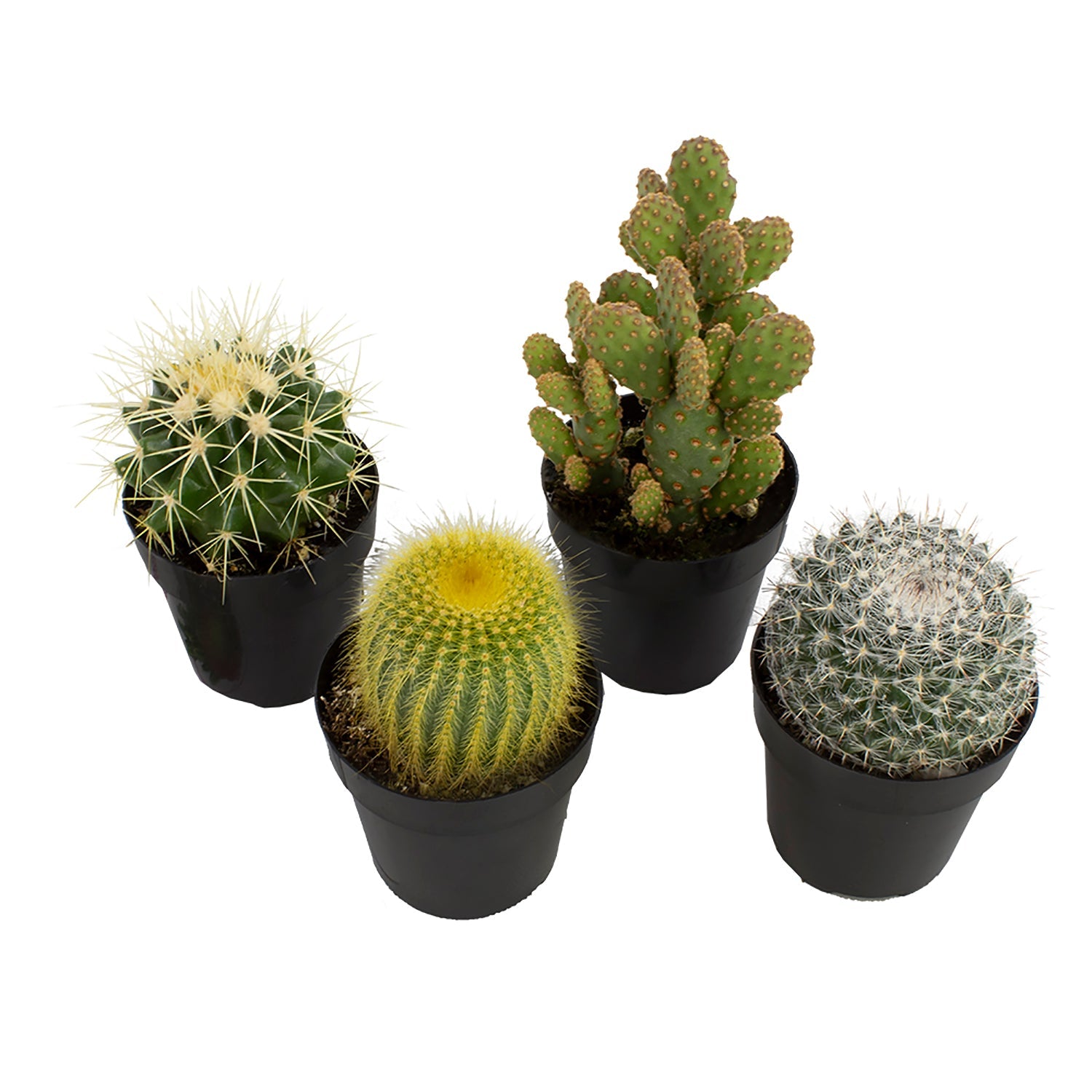 Garden Discoveries™ 4PK 2.5" Desert Dazzlers Live Cactus Collection