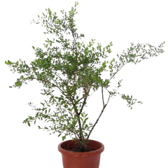 Lawsonia inermis, Henna Tree, Inai, Mignonette Tree (0.75m)*
