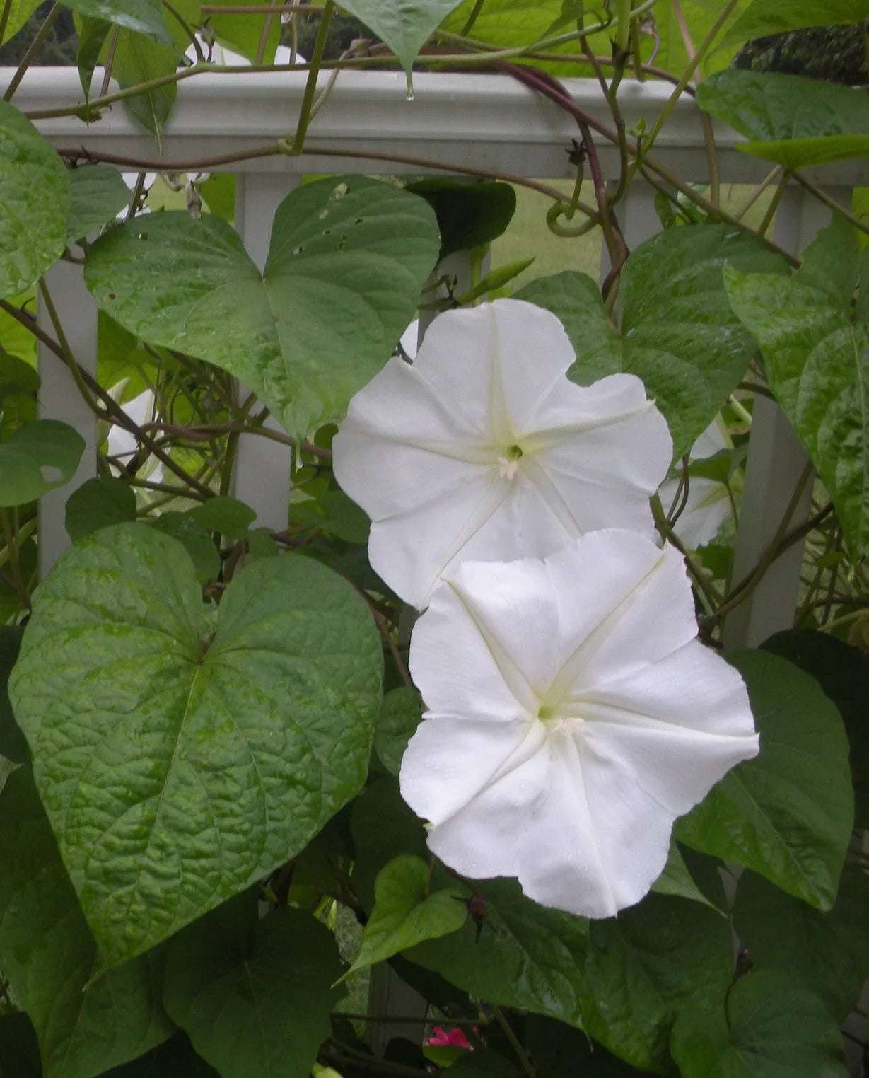 Moon Flower Seeds for Planting | Heirloom Non-GMO High Germination Organic Garden Seeds