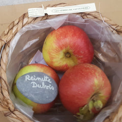 Pommier Reinette Dubois Serres de Sauvenière
