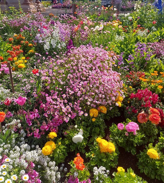COTTAGE GARDEN MIX - Flower seeds - Boondie Seeds