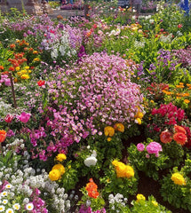 COTTAGE GARDEN MIX - Flower seeds - Boondie Seeds