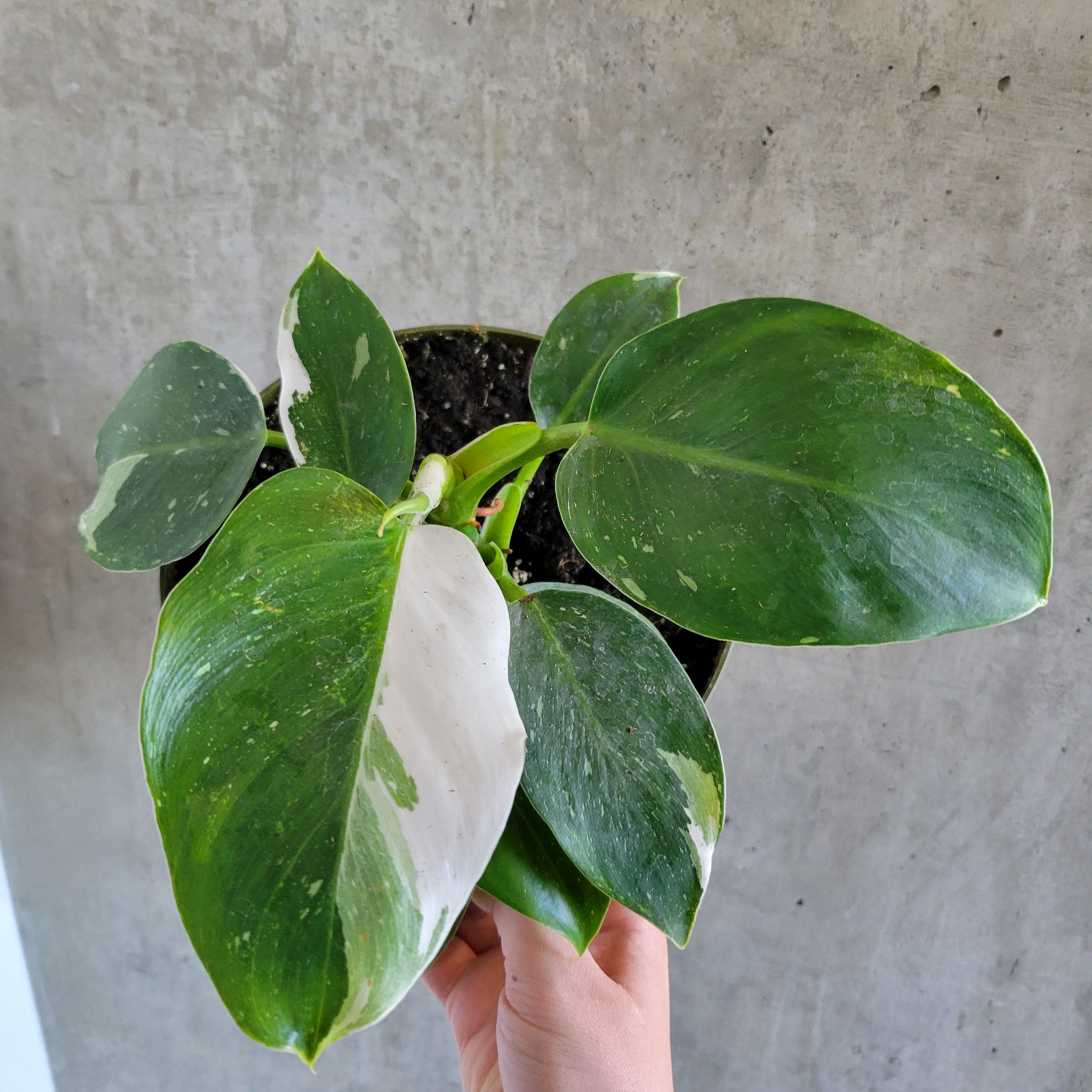 Philodendron White Wizard