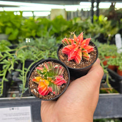 Gymnocalycium friedrichii variegated hybrid - 2"