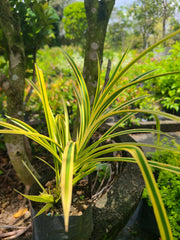 Pandan Kuning Yellow Plant in Poly Bag