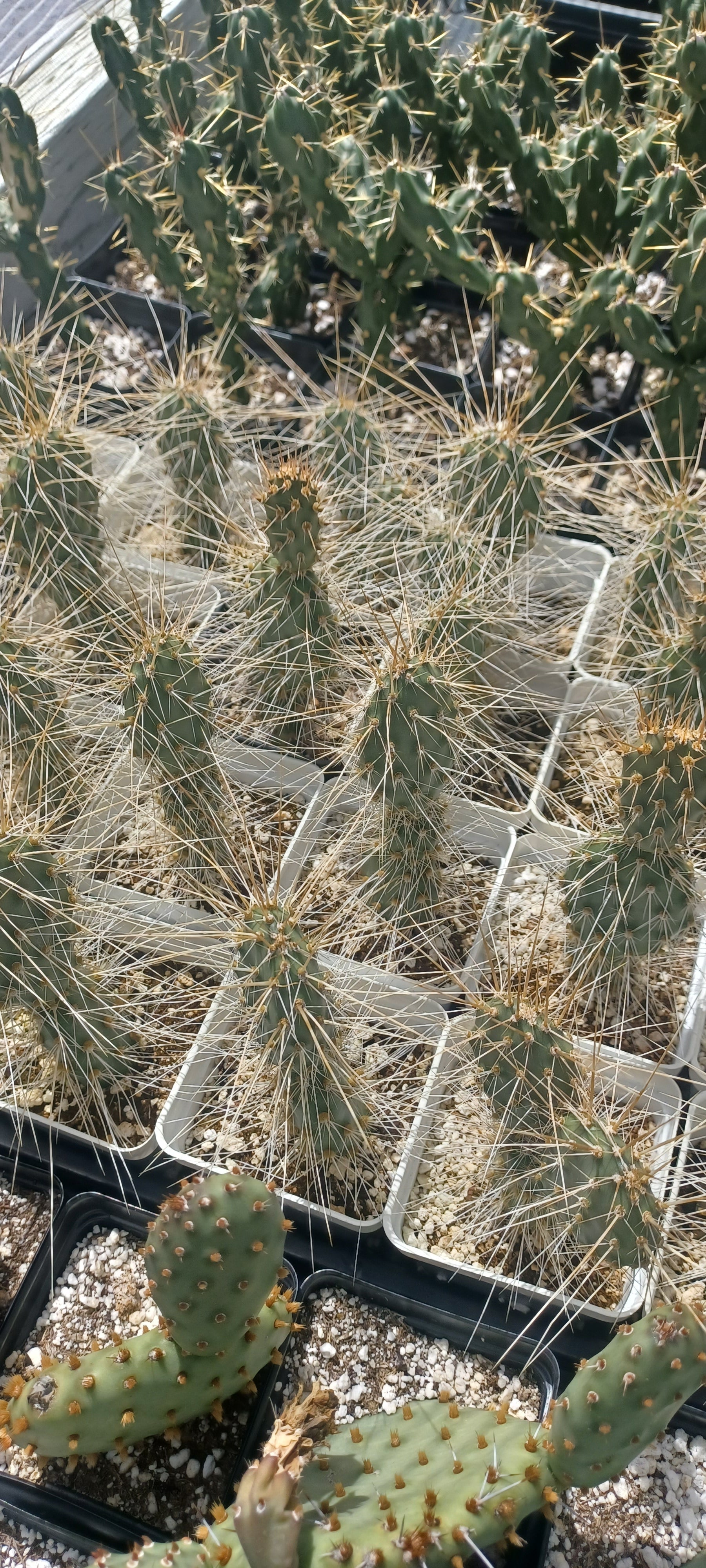 OP131: Opuntia 'Buckskin Glow' COLD HARDY CACTUS