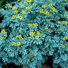 Rue Herb Plant | Two Live Plants | Non-GMO | Edible and Medicinal