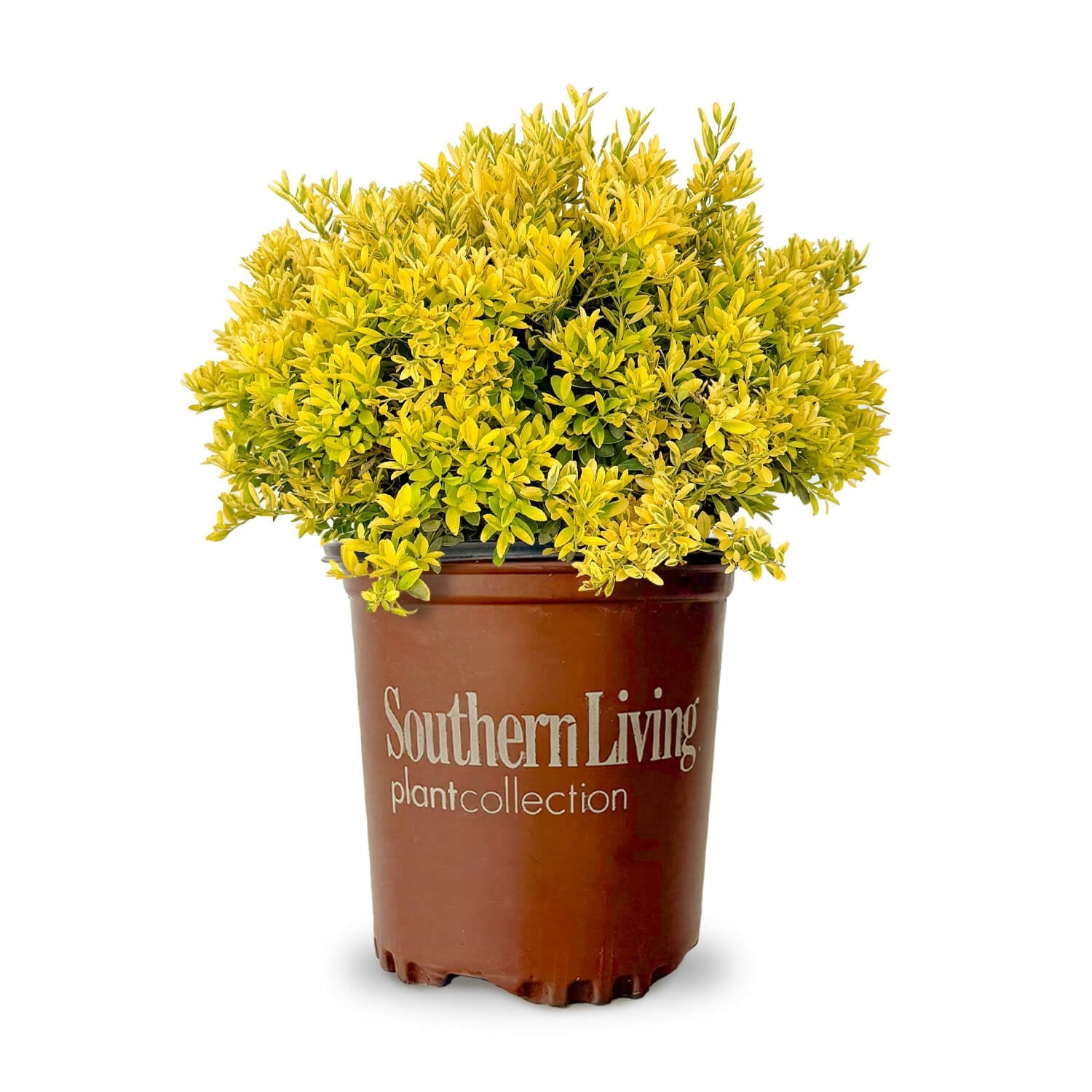 2 Gallon Touch of Gold Holly for sale with golden foliage in a southern living plants container