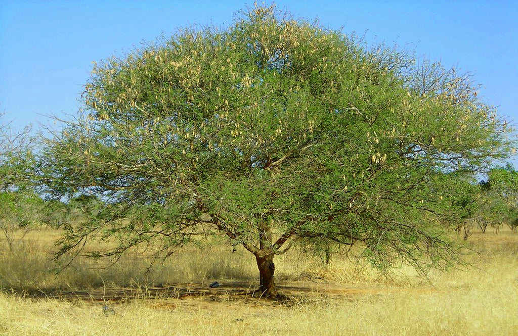 Gum Arabic Tree 20 Seeds Acacia senegal