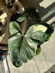 Alocasia - Mickey Mouse - Xanthosoma Variegata