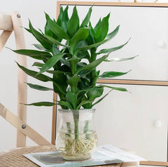 富贵竹(Dracaena sanderianaSander) - 森流 GreenFlow - 動植物造景專門店