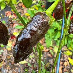 Frankenstein BBG7 Chocolate - Seeds