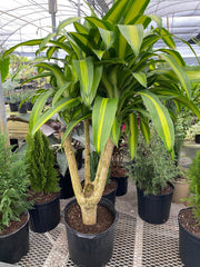 Dracaena Massangeana Mass Cane Stump Form, Corn Plant