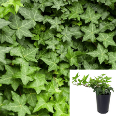 Ivy English 12Packs Of 2Inches Pot Green Hahns Ivy Live Plant Ground Cover Ht7