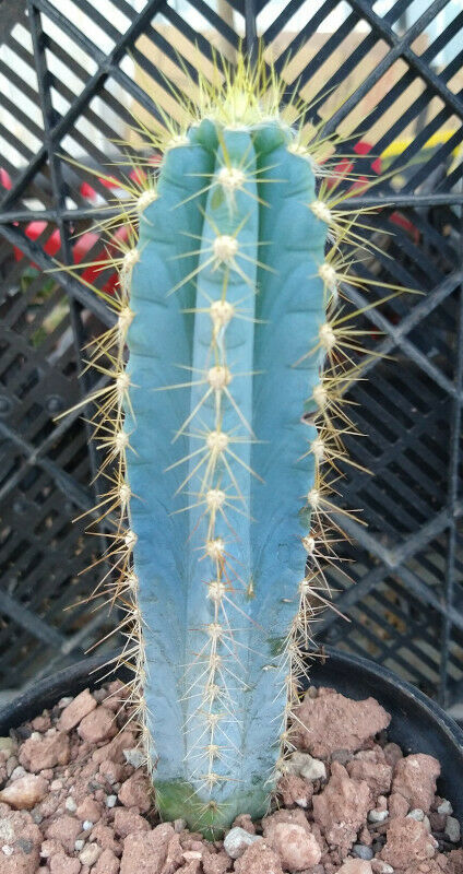 Pilosocereus azureus Blue Torch Cactus 3 Sizes to Choose From