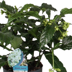Losbaum Clerodendrum 'Prospero' Weiß