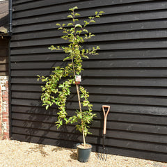 Crab apple | Malus Gorgeous - 160-180cm - 12lt