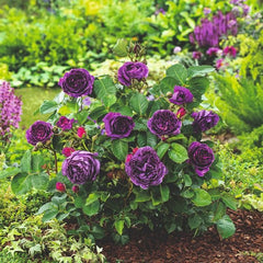 dt-brown Rose Minerva (Floribunda) Bare Root Plants