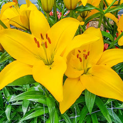 Asiatic Lily Rapid Yellow