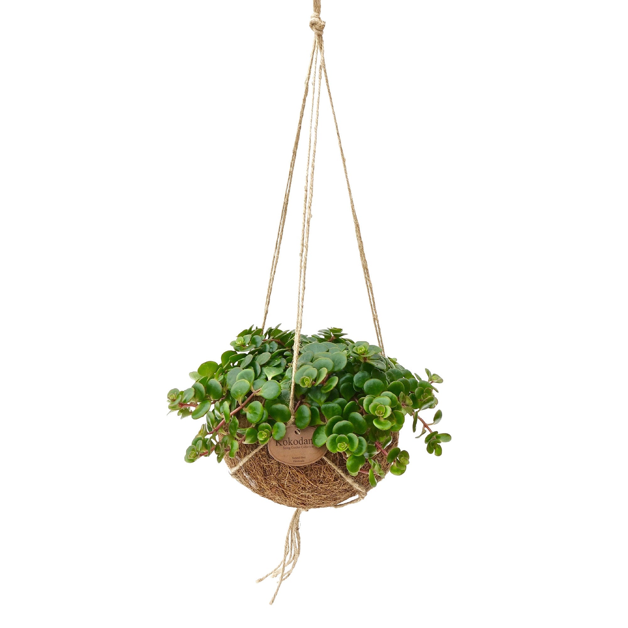 Kokodama Fetthenne Sedum 'Tornado' Inkl. Kokostopf - Hängepflanze