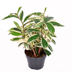 Costus arabicus 'Variegata', green Costus 'Variegata' - Bio