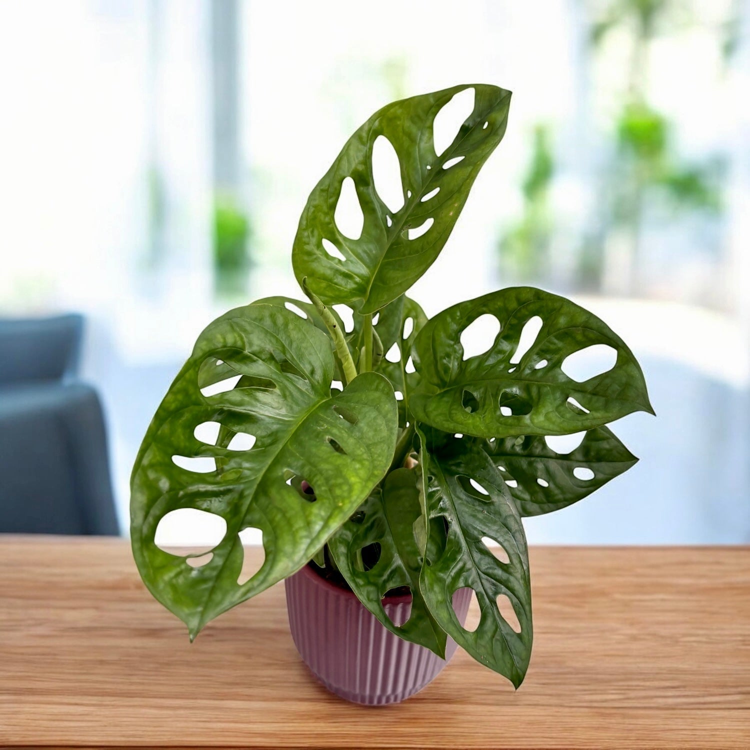Monstera Adansonii (Philodendron Maschera di Scimmia) D9