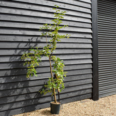 Crab apple | Malus Gorgeous - 160-180cm - 12lt
