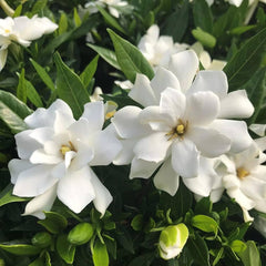 Gardenia Jasminoides Flower Seeds for Planting – Heirloom, Non-GMO, Easy to Grow, Fragrant