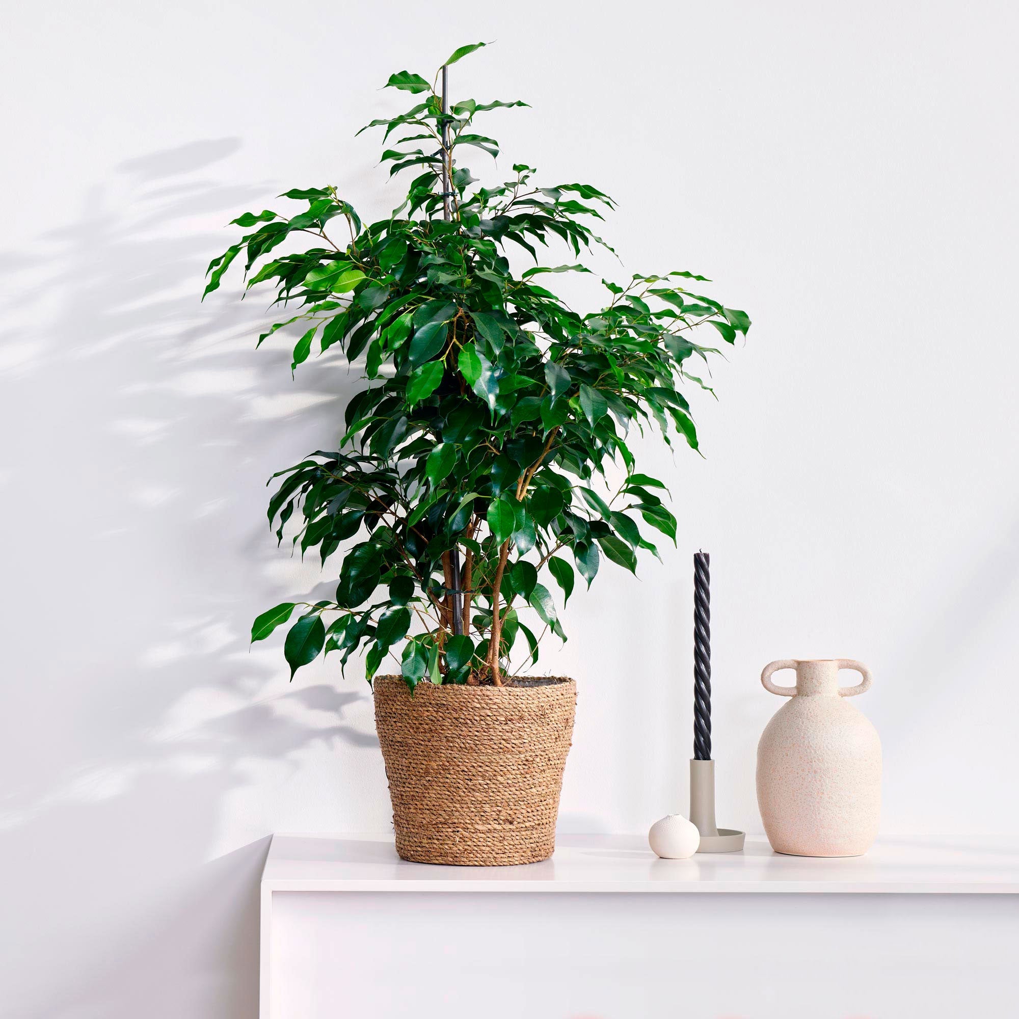 Birkenfeige Ficus benjamina 'Daniëlle'