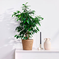 Birkenfeige Ficus benjamina 'Daniëlle'