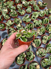 Hoya Carnosa Compacta Variegata | Hoya Hindu Rope