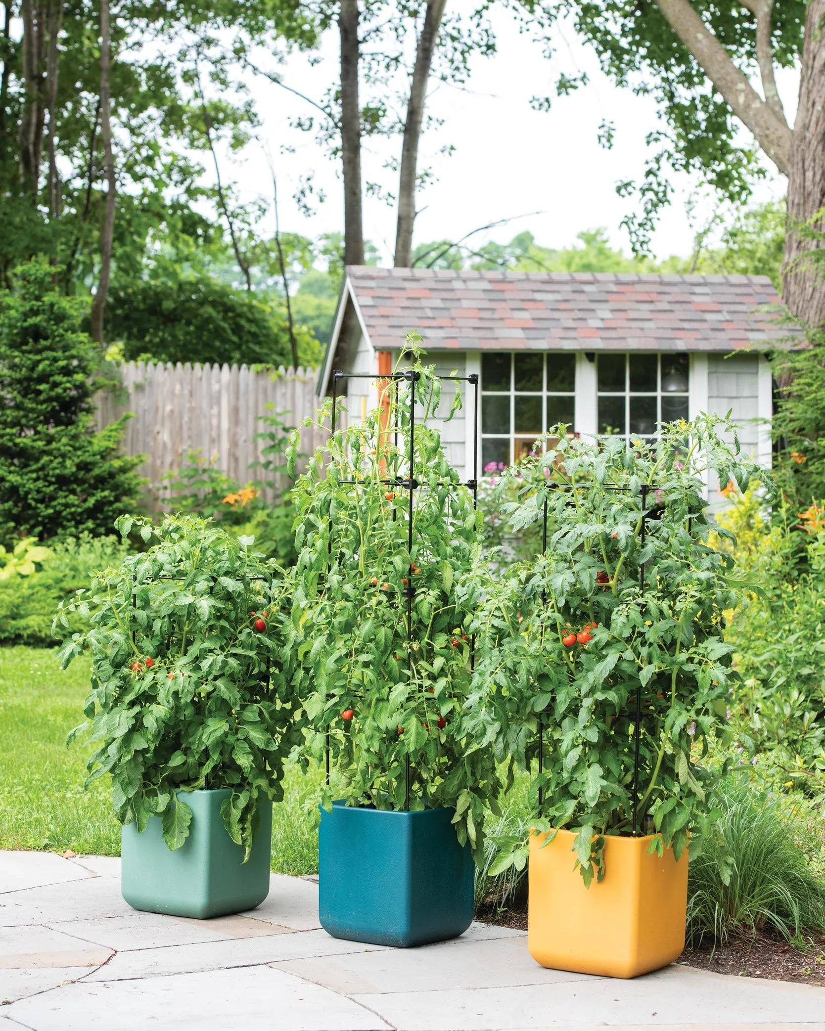 || https://assets.gardeners.com/transform/fee3c138-fd53-4732-91aa-47b578ce6007/8613440_0042_oasis-self-watering-tomato-planter-with-trellis