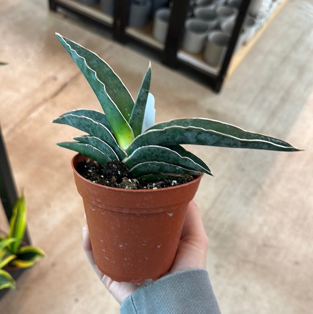 Sansevieria sp. Robusta Blue 4" - Snake Plant