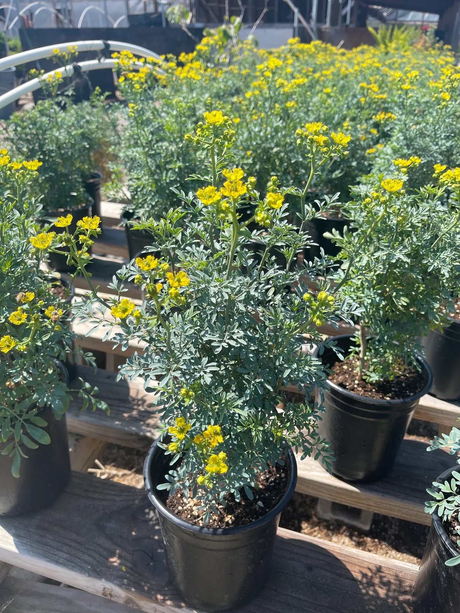 Rue Plant Blooming Yellow Flower Dose of Succulents