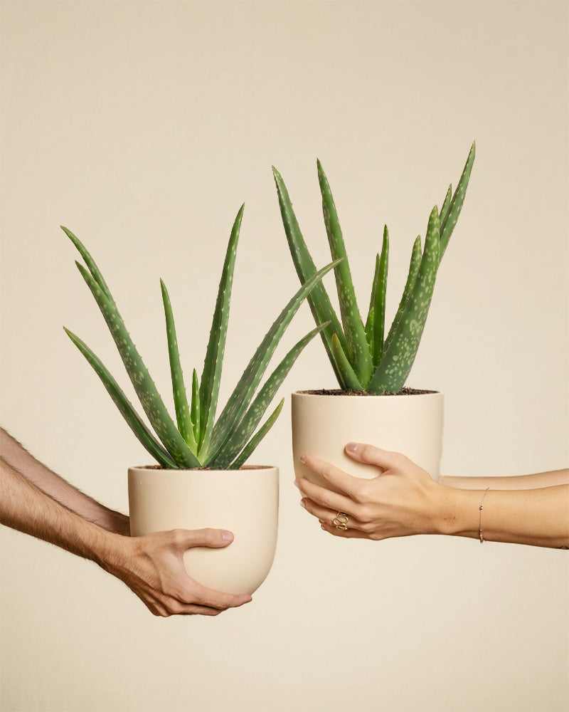 Zwei Aloe Veras in beigen Töpfen werden von Personen von links und rechts getragen.