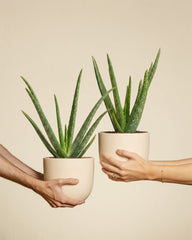 Zwei Aloe Veras in beigen Töpfen werden von Personen von links und rechts getragen.