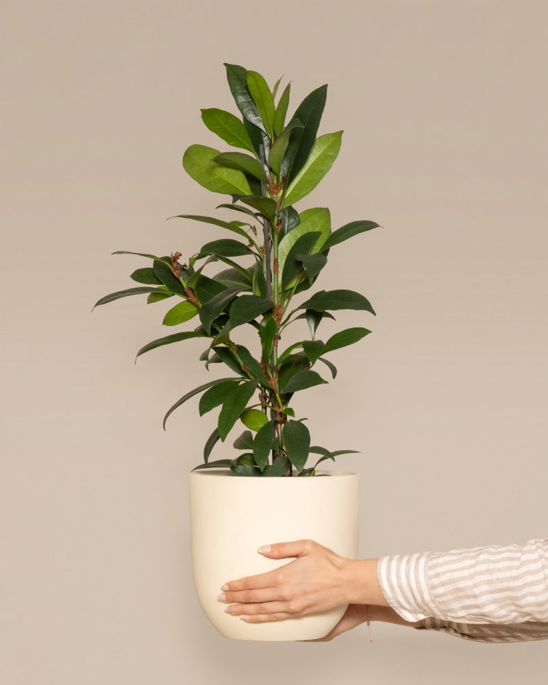 Eine Hand mit gestreiftem Ärmel hält einen cremefarbenen Topf mit einem üppig grünen Afrikanischen Feigenbaum vor einem schlichten beigen Hintergrund. Die Pflanze hat breite grüne Blätter und sieht gesund aus.
