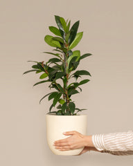Eine Hand mit gestreiftem Ärmel hält einen cremefarbenen Topf mit einem üppig grünen Afrikanischen Feigenbaum vor einem schlichten beigen Hintergrund. Die Pflanze hat breite grüne Blätter und sieht gesund aus.