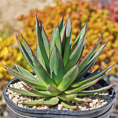 Agave Blue Glow succulent with green, red-edged leaves in a black pot of white pebbles; warm, blurred foliage in the background.